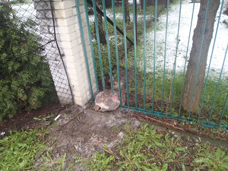 foto:  Zakleszczona sarna w ogrodzeniu. Pomogła Straż Miejska