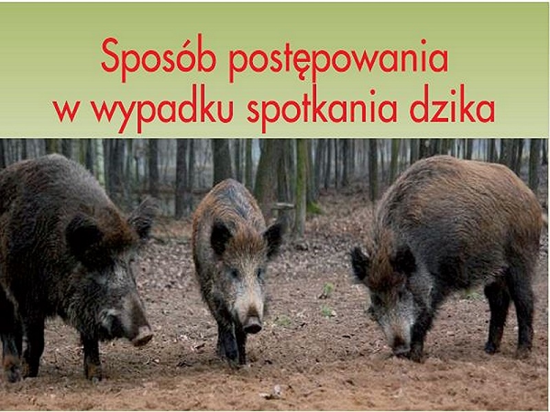 foto:  Sposób postępowania w wypadku spotkania dzika